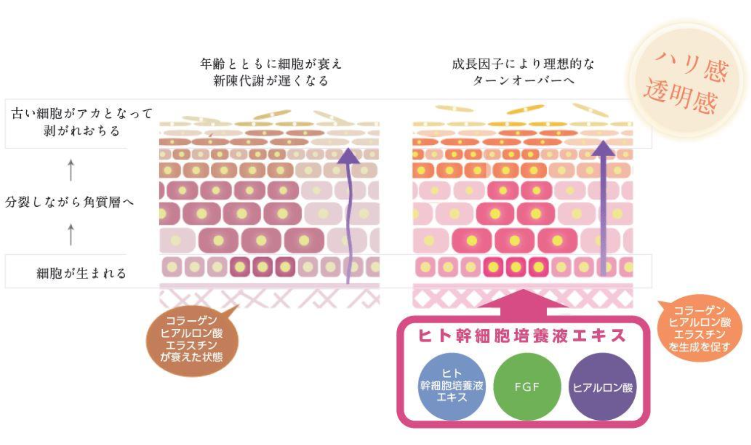 ヒト幹細胞培養液エキスの説明図